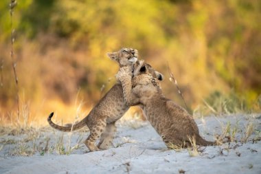 Çölde kavga eden iki vahşi çita.