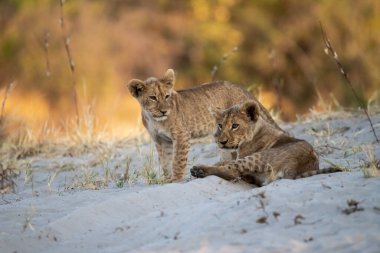 Arslan yavrusu Güney Afrika 'daki Kruger Ulusal Parkı' nda yavrularıyla oynuyor..