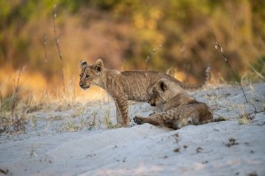 Vahşi Afrikalı yavru anne ve yavrusu