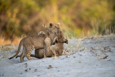 Güney Afrika 'daki Kruger Ulusal Parkı' nda aslan yavrusu.