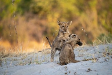 Genç vahşi yavrular Güney Afrika 'daki Kruger parkında oynuyorlar..