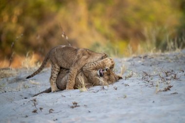 Yavru aslan yavrusuyla oynuyor.