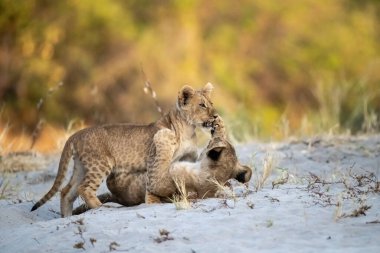Aslan yavrusu ve anne