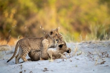Güney Afrika 'nın ulusal parkındaki Afrika vahşi aslanı.