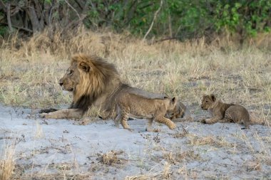 Güney Afrika 'daki Kruger Ulusal Parkı' ndaki aslanlar.