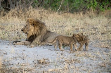 Aslan ve aslan Güney Afrika savanasında