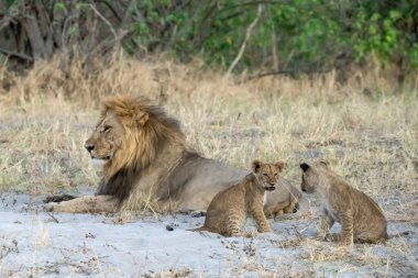 Güney Afrika 'daki Kruger Ulusal Parkı' nda aslan ailesi.