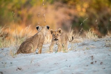 Doğadaki aslan yavrusu ve yavrusu