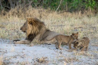 Güney Afrika 'daki Kruger Ulusal Parkı' nda kumda yürüyen bebekli aslan ailesi.