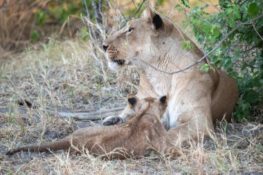 Güney Afrika 'daki Kruger Ulusal Parkı' nda aslan yavrusu.