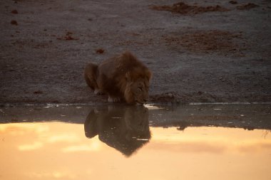 Su birikintisinde bir aslan