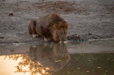 african lion in the water.