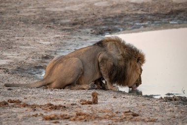 Güney Afrika 'daki Kruger parkında içen bir aslan..