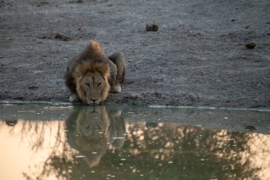 Güneşin altındaki gölde genç bir aslan..
