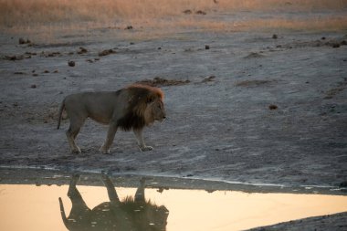 Sudan su içen aslan.