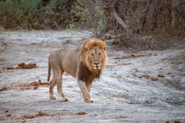 Kenya savanındaki aslan