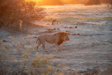 Aslan kruger parkında yürüyor