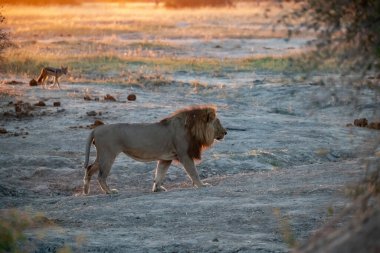 Afrika savanındaki aslan.