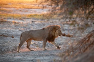 Güney Afrika 'daki Kruger parkında güneşte yürüyen bir aslan. yüksek kaliteli fotoğraf