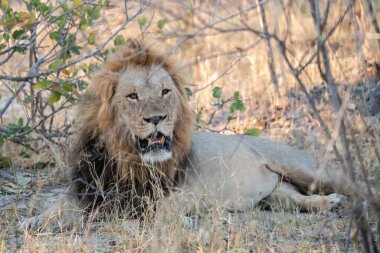 Kruger Park 'taki erkek aslan..