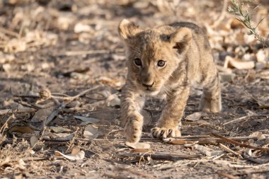 Otların arasında oynayan aslan yavrusu