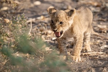 Afrika savanındaki küçük aslan yavrusu.