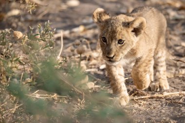 Aslan yavrusu çimlerde