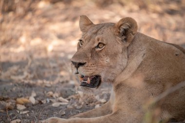 Çimlere yatan aslan