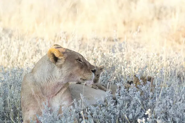 Vahşi doğada dişi aslan.