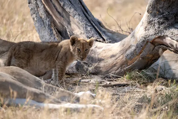 Otların arasında yatan aslan yavrusu