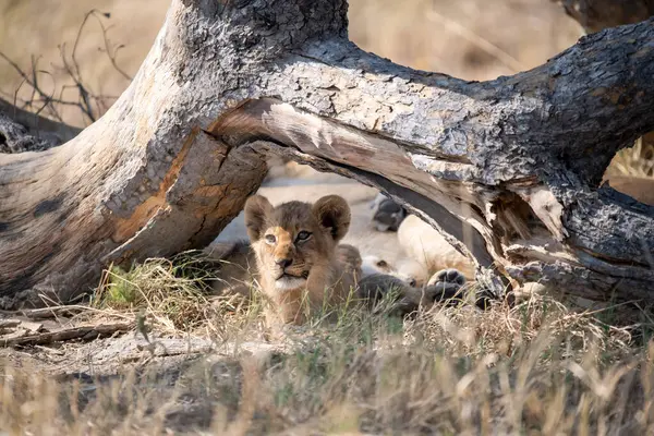 Afrika 'nın çimlerinde aslan yavrusu