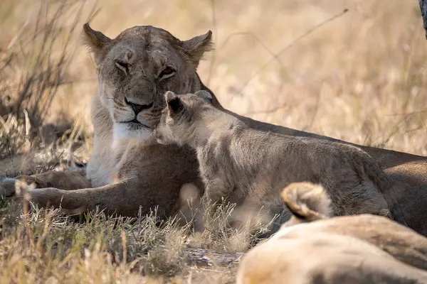 Kruger Ulusal Parkı 'nda aslan yavrusu