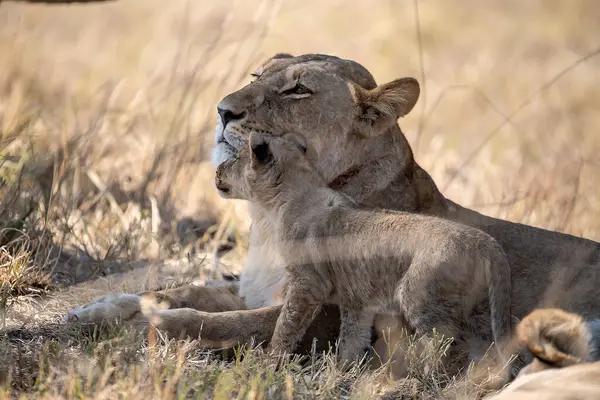 Aslan yavrusu çalılıklarda annesiyle oynuyor.