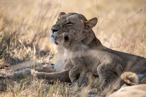 Afrika 'da aslan yavrusu
