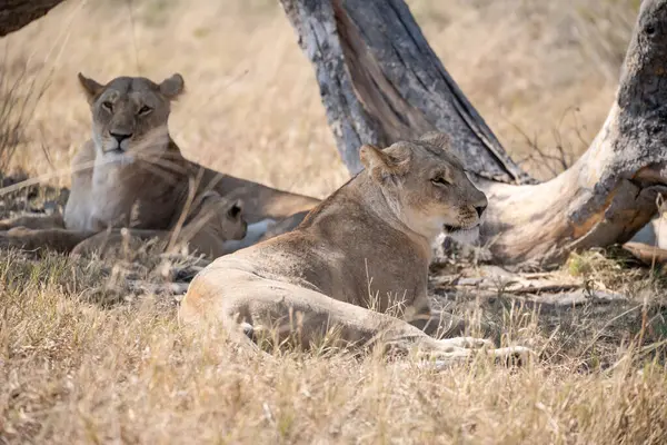 Dişi aslanlar çimlerin üzerinde dinleniyor.