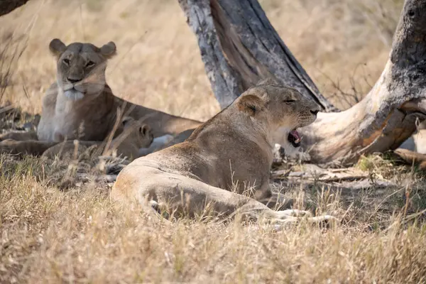 Yavrularıyla birlikte Güney Afrika 'daki Kruger Ulusal Parkı' nda dinlenen dişi aslan ailesi..