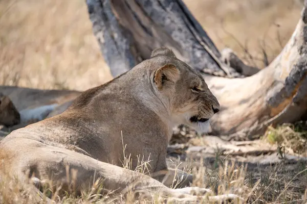 Çimlerde dişi aslan. Güney Afrika