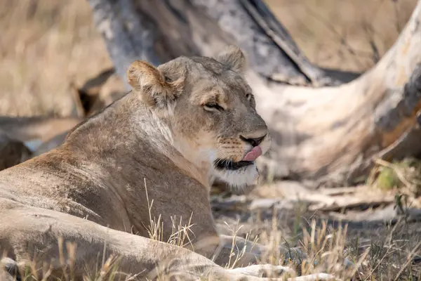 Erkek bir dişi aslan çimenlerde yatıyor.