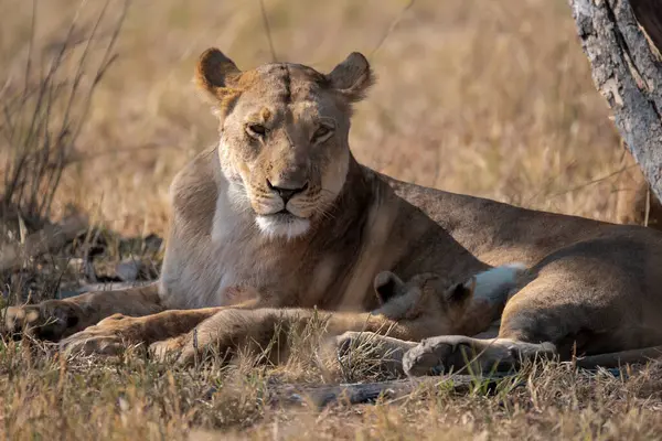 Aslan yavruları çimenlerde yatıyor.