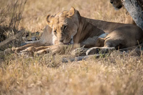 Aslan yavrusu çimenlerin üzerinde yatıyor.