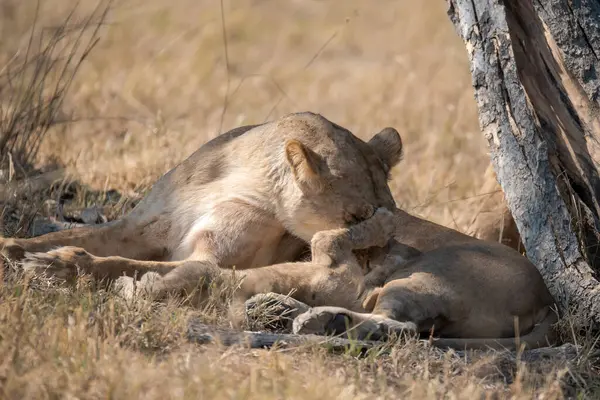 lion cub playing in the bush