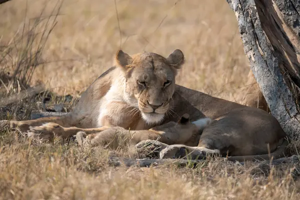 Dişi aslan ve yavrusu çimenlerde yatıyor.