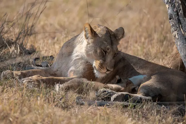 Otların arasında yatan aslan yavrusu