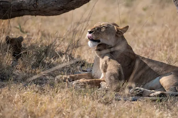 Güney Afrika 'daki Kruger Ulusal Parkı' nda dişi aslan.