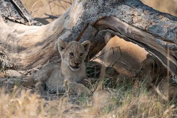 cub cub lioness in the grass.