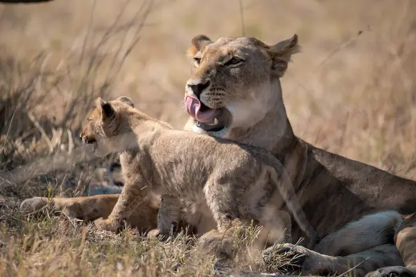 Afrika 'nın bozkırında dişi aslan ve yavrusu.