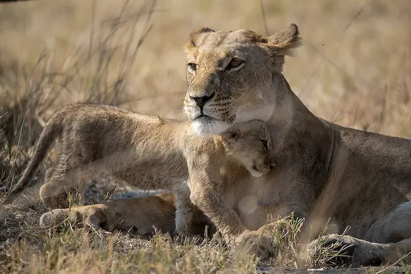 Kenya Afrika 'daki Masai Mara' da aslanlar