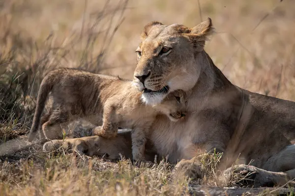 Aslan yavrusu çalılıklarda uzanıyor ve dinleniyor.