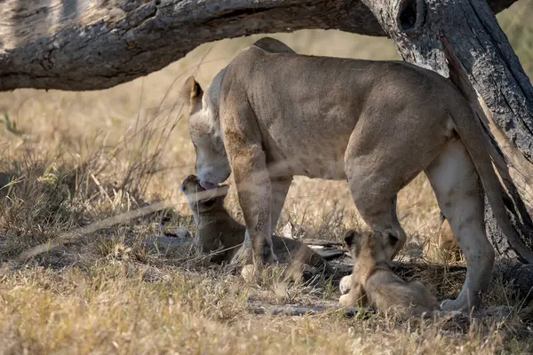 Güney Afrika 'daki Kruger Ulusal Parkı' nda aslan yavrusu.
