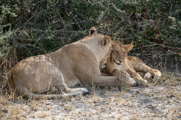 Güney Afrika 'daki Kruger Ulusal Parkı' ndaki çalılıklarda anne ve yavru aslanlar var..